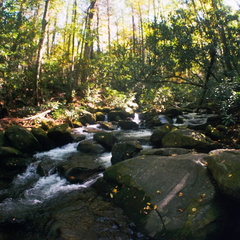 Lower Mt. Cammerer Trail